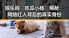 娱乐圈“吃瓜小杨”揭秘：网络红人背后的真实身份